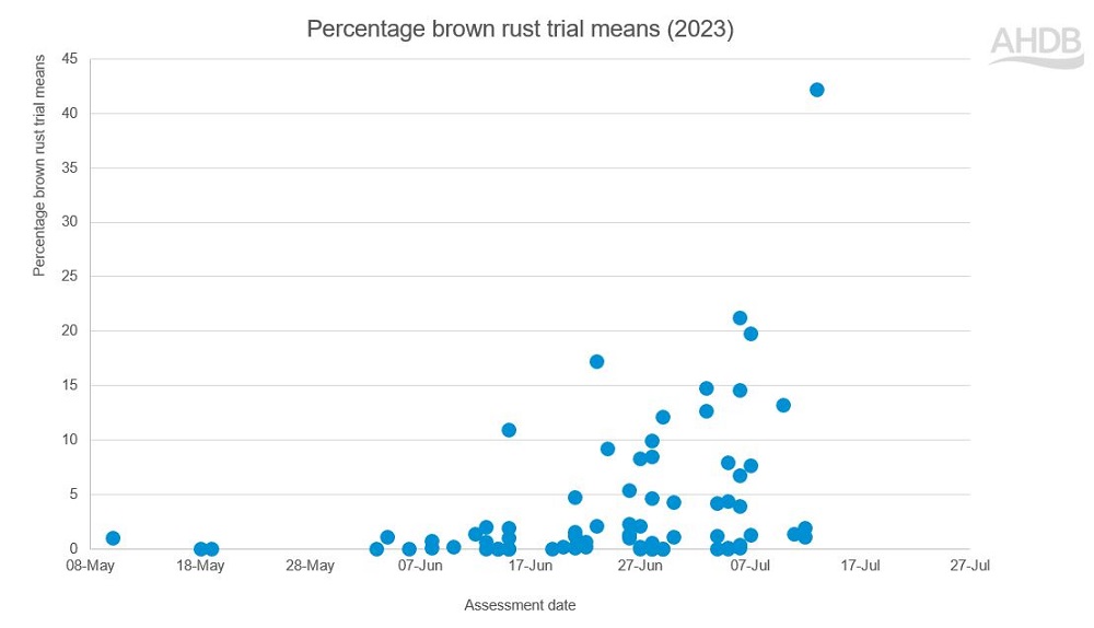 Chart showing winter wheat brown rust levels in 2023